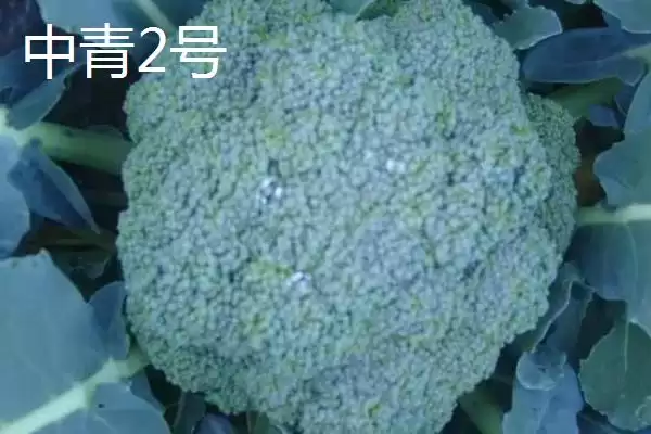 图片[6]-西兰花优良品种的介绍要点和关键信息？了解西兰花品种需关注什么？-会东网