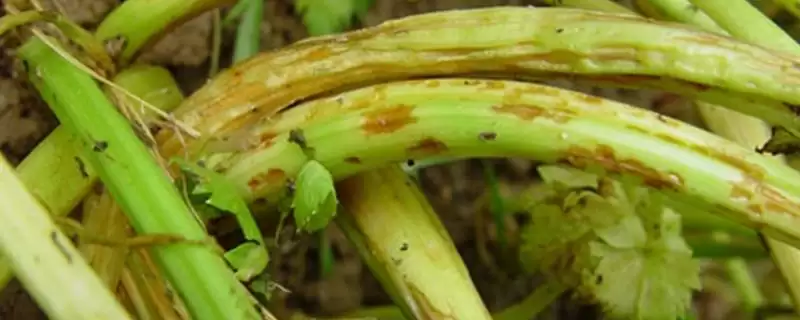 芹菜软腐病剖析：叶柄及颈部为何是主要危害对象-会东网
