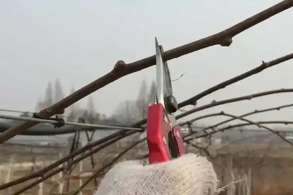 图片[3]-猕猴桃冬剪技术有哪些要点呢 ,猕猴桃冬剪先做好徒长枝修剪工作-会东网