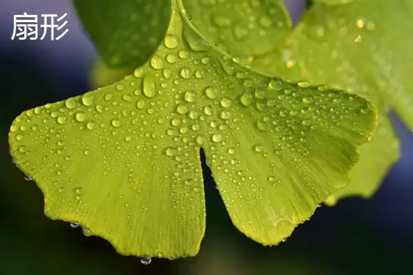 图片[9]-树叶颜色有哪些？认识树叶颜色要了解哪些常见的色素影响和变化规律？-会东网