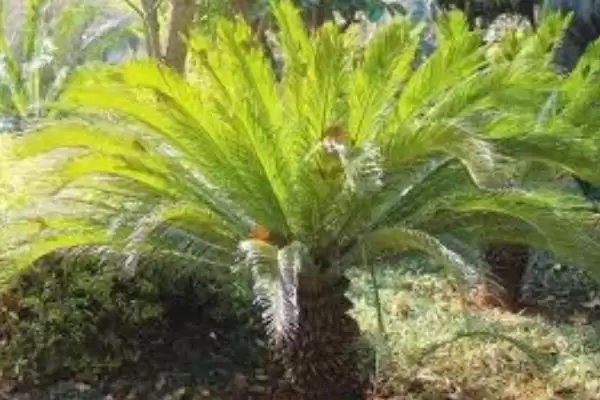 图片[6]-认识云南植物种类的方法和重点？认识云南植物种类要做好哪些细节？-会东网