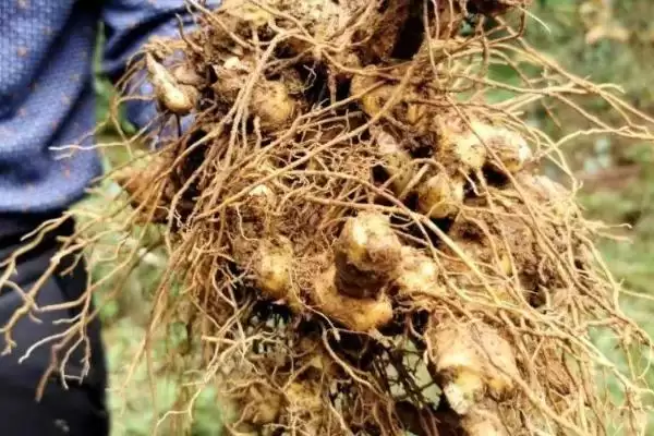 图片[2]-了解在贵州种植能赚钱作物的方法和重点？了解在贵州种植能赚钱作物要做好哪些细节？-会东网