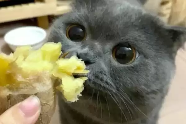 图片[3]-判断英短蓝猫怕不怕热的方法和重点？判断英短蓝猫怕不怕热要做好哪些细节？-会东网