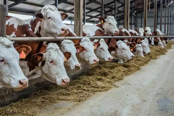 图片[2]-肉牛快速育肥技术？实现肉牛快速育肥要运用哪些有效技术？-会东网