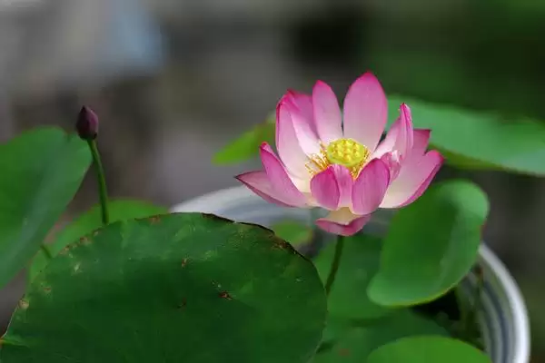 图片[3]-养无土水莲花的方法和重点？养无土水莲花要做好哪些细节？-会东网