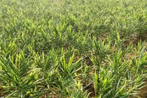 图片[4]-生姜的常见虫害和防治方法？种植生姜防治常见虫害要运用哪些手段？-会东网
