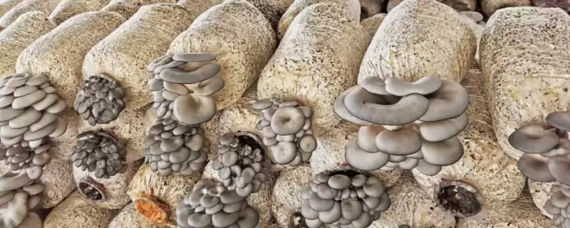 建设一亩蘑菇大棚的成本 ,建一亩蘑菇大棚需多少成本-会东网