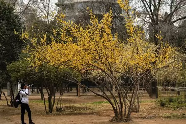 图片[3]-腊梅树夏季的形态特征 ,腊梅树夏季树干和枝叶啥样？-会东网