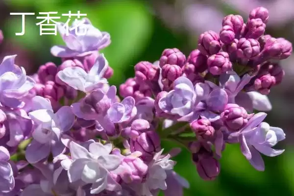 图片[8]-室内耐阴植物之光：富贵竹的观赏与养护技巧-会东网