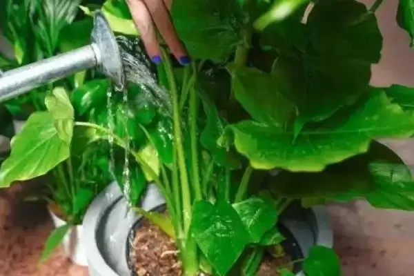 图片[4]-判断烟头水浇花能否杀虫的方法和重点？判断烟头水浇花能否杀虫要做好哪些细节？-会东网