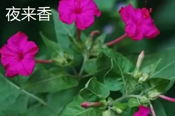 图片[7]-室内耐阴植物之光：富贵竹的观赏与养护技巧-会东网