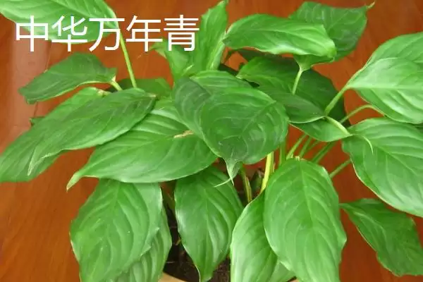 图片[5]-万年青的种类？认识万年青种类要了解哪些关键的品种分类和形态特性要点？-会东网