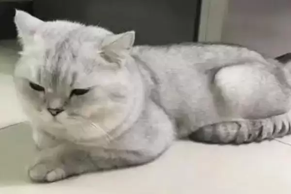 图片[12]-什么是猫艾滋？了解猫艾滋要知晓哪些关键的疾病特性和传播方式？-会东网