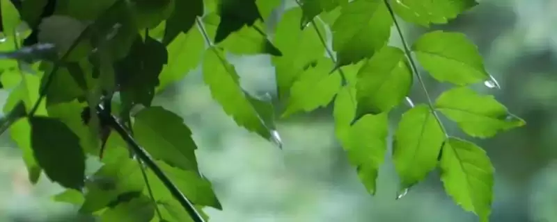 树叶颜色有哪些？认识树叶颜色要了解哪些常见的色素影响和变化规律？-会东网