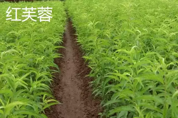 图片[12]-桃树苗品种优选：秋彤桃为何是国内最好的品种？-会东网