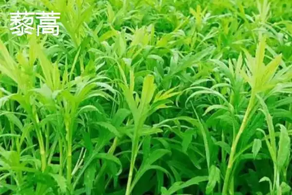 图片[5]-茼蒿能割几茬？了解茼蒿收割茬数要考虑哪些生长周期和养护要点？-会东网
