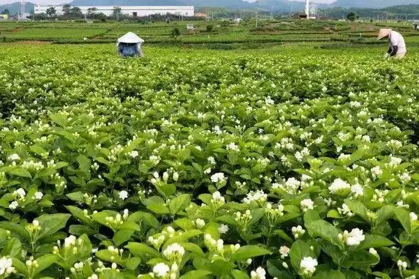 图片[3]-茉莉花要如何进行养殖才适宜呢 ,茉莉花适宜在阳光充足的环境下进行养殖-会东网