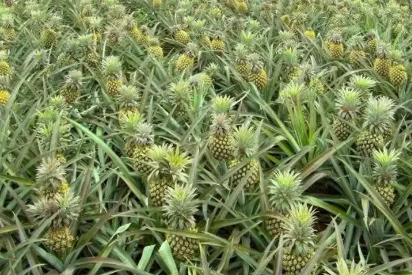 图片[5]-种植菠萝的条件和要点？种植菠萝需满足哪些特定要求？-会东网