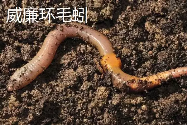 图片[4]-蚯蚓生存环境拓展：离开土壤也能生存的条件解析-会东网