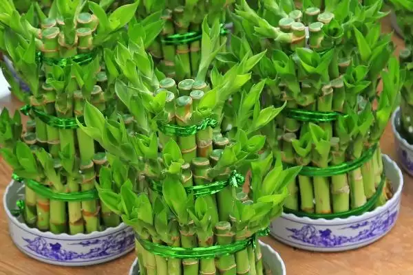 图片[2]-打顶后植物的生长情况 ,经过打顶的植物还能长高吗-会东网