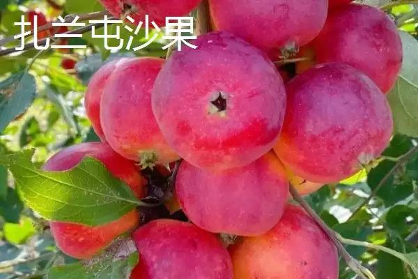 图片[3]-认识扎兰屯市特产的方法和重点？认识扎兰屯市特产要做好哪些细节？-会东网