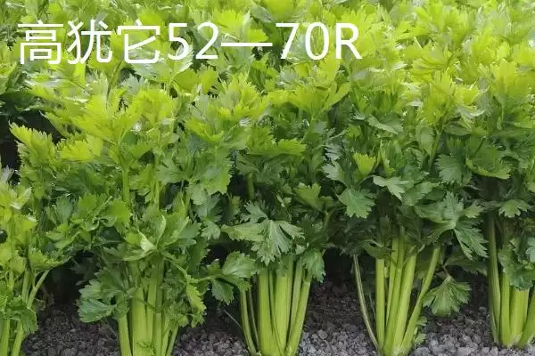 图片[6]-芹菜品种大揭秘：不同品种亩产量差异及特点-会东网