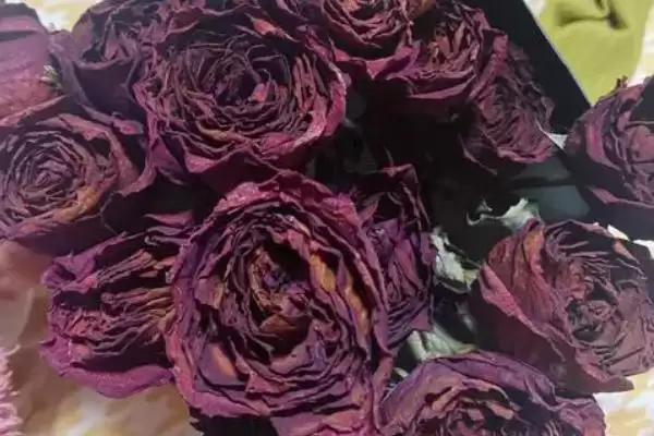 图片[4]-玫瑰花插在水里怎么保鲜呢 ,玫瑰花插水需每隔一两天换一次水-会东网