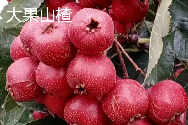 图片[7]-山楂树品种？认识山楂树品种要了解哪些关键的品种分类信息？-会东网
