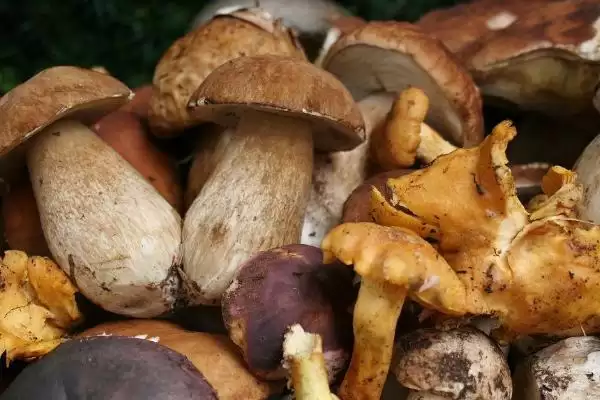 图片[3]-认识常见食用菌的方法和重点？认识常见食用菌要做好哪些细节？-会东网