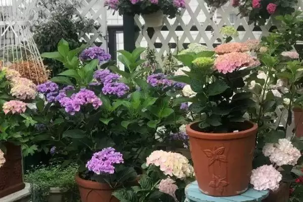 图片[4]-新手养花要注意的问题要点和关键提示？新手养花需关注哪些关键事项？-会东网
