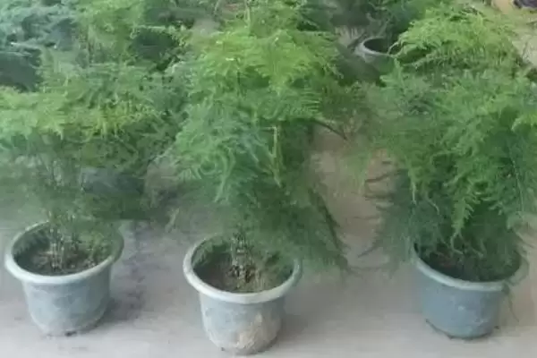 图片[2]-文竹叶片发黄原因及处理方法？探究文竹叶片发黄原因并处理要考虑哪些因素？-会东网