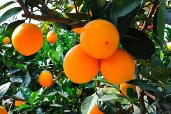 图片[3]-如何防治柑橘日灼病？种植柑橘防治日灼病要运用哪些防治方法？-会东网