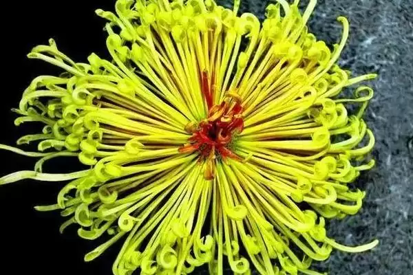 图片[3]-夏季菊花养护的方法和要点？夏季养护菊花要掌握哪些关键步骤？-会东网