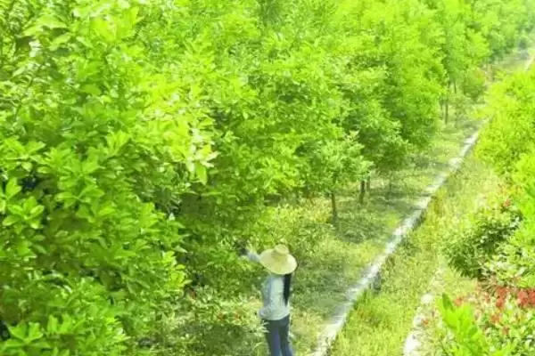图片[4]-香橼果苗价格的波动和要点？了解香橼果苗价格需关注哪些市场因素？-会东网