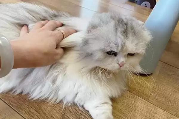 图片[7]-什么是猫艾滋？了解猫艾滋要知晓哪些关键的疾病特性和传播方式？-会东网