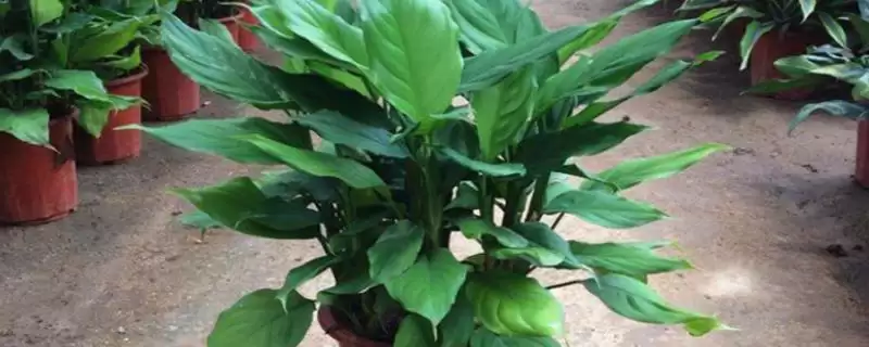 万年青的种类？认识万年青种类要了解哪些关键的品种分类和形态特性要点？-会东网