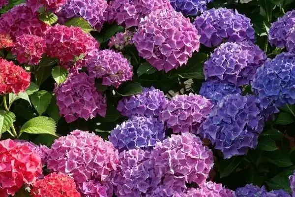 图片[3]-确定绣球花换盆月份的方法和重点？确定绣球花换盆月份要做好哪些细节？-会东网