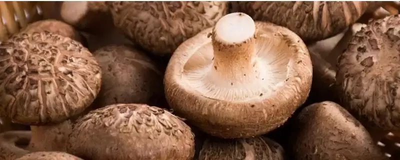 秋季香菇管理办法全解：接种后发菌室管理的关键步骤-会东网