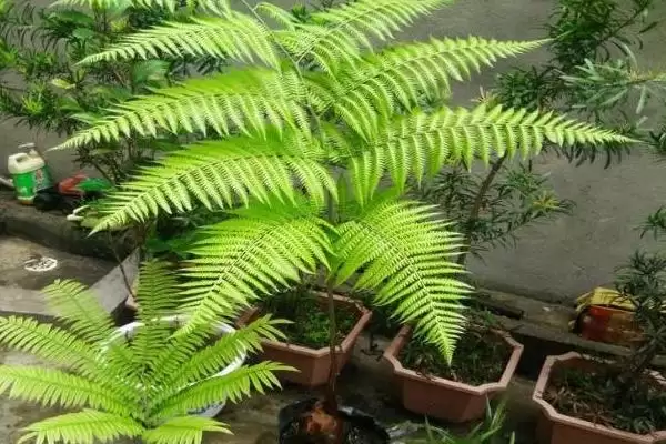 图片[3]-养金丝猴蕨植物的方法和重点？养金丝猴蕨植物要做好哪些细节？-会东网