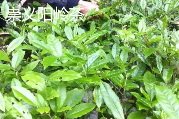图片[6]-江西赣州市的特产 ,江西赣州市有什么代表性特产-会东网