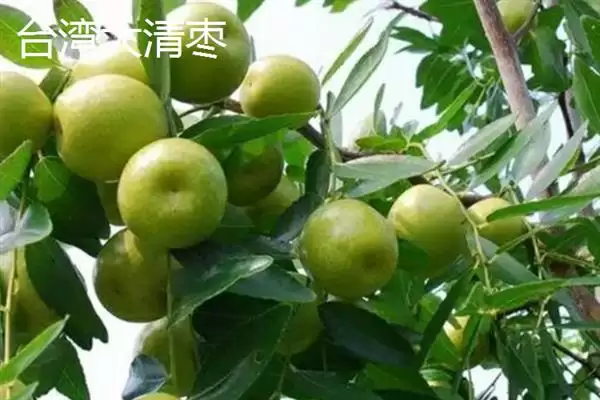 图片[2]-青枣成熟上市时间揭秘：不同品种上市时间差异原因-会东网