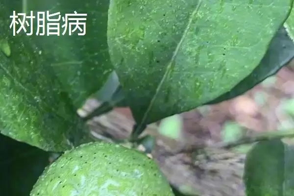 图片[5]-沃柑膨果期的管理要点？沃柑膨果期管理要掌握哪些关键的施肥、浇水和病虫害防治要点？-会东网