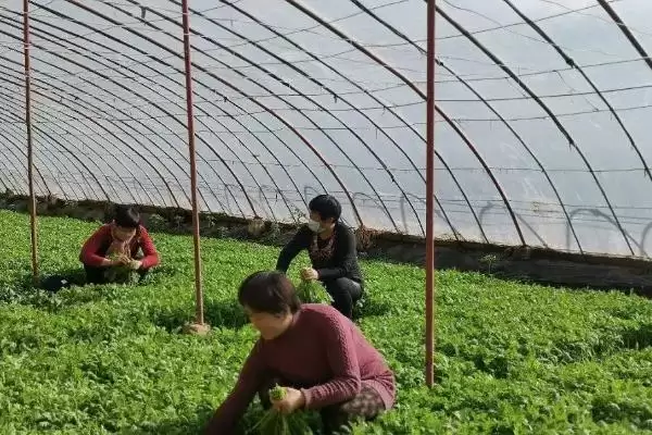 图片[4]-茼蒿炭疽病怎么防治？防治茼蒿炭疽病要采取哪些有效的防治措施？-会东网