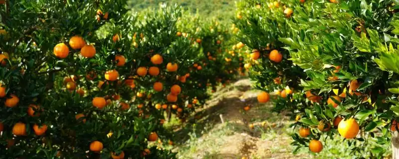 橘子的种植时间 ,橘子在春季和秋季种植有何优势？-会东网