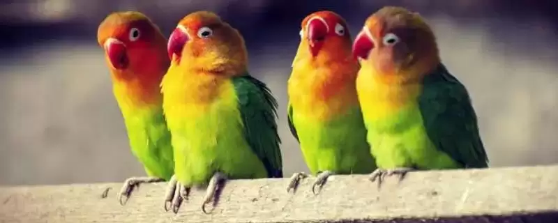 了解鹦鹉寿命的方法和重点?了解鹦鹉寿命要做好哪些细节?-会东网