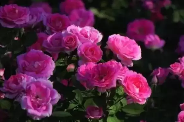 图片[3]-解决月季花卷叶问题的方法和重点？解决月季花卷叶问题要做好哪些细节？-会东网