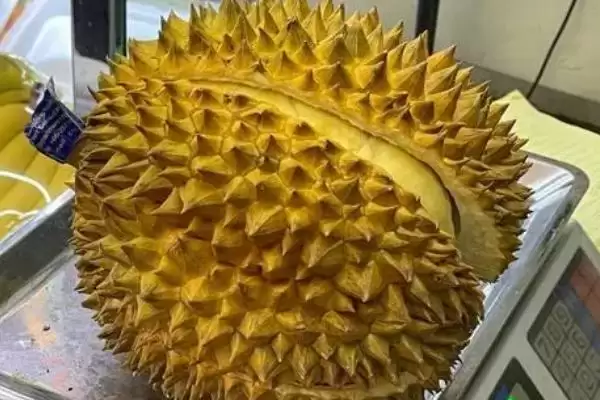 图片[4]-哪个品种的榴莲价格是最高最贵的呢,价格最高最贵的榴莲品种是猫山王-会东网