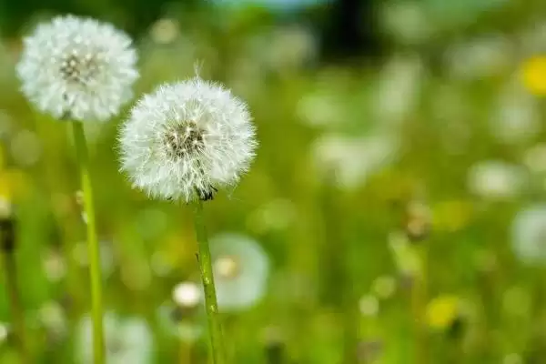 图片[4]-蒲公英形态特征揭秘：株型较高草本植物的独特之处-会东网