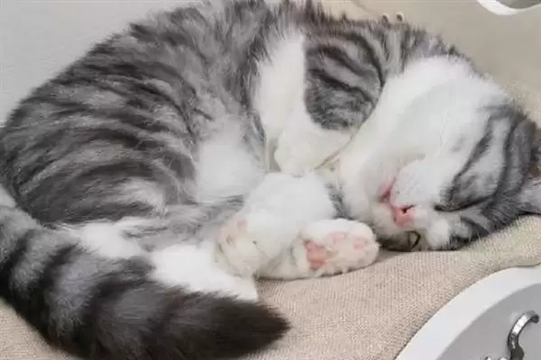 图片[2]-让猫咪变得粘人的方法？培养猫咪粘人习性要掌握哪些有效的互动和饲养方法？-会东网
