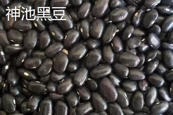 图片[8]-山西省浑源县的特产？认识山西省浑源县特产要探究哪些特色物产？-会东网